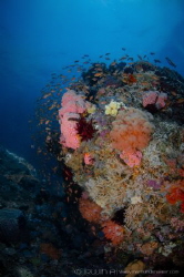 R E E F
Gili Sarang/Belongas
South Lombok, Indonesia. by Irwin Ang 